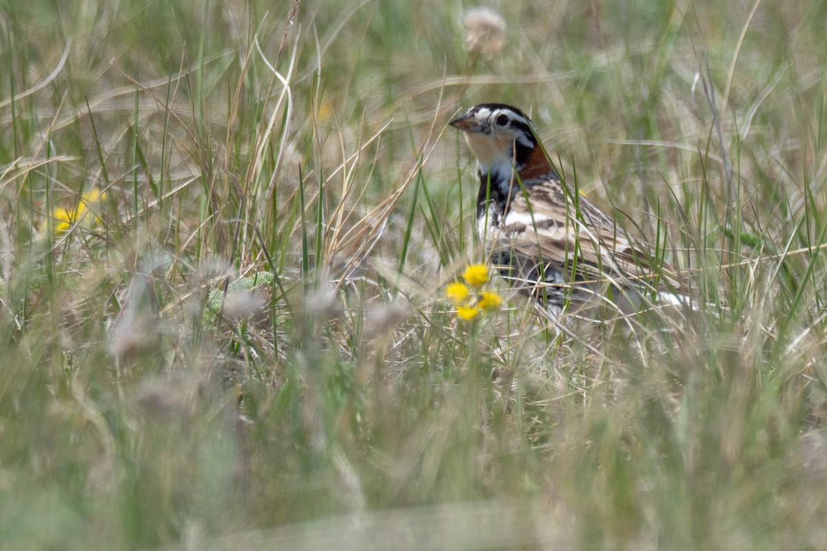 Chestnut-collared Longspur - ML642147166