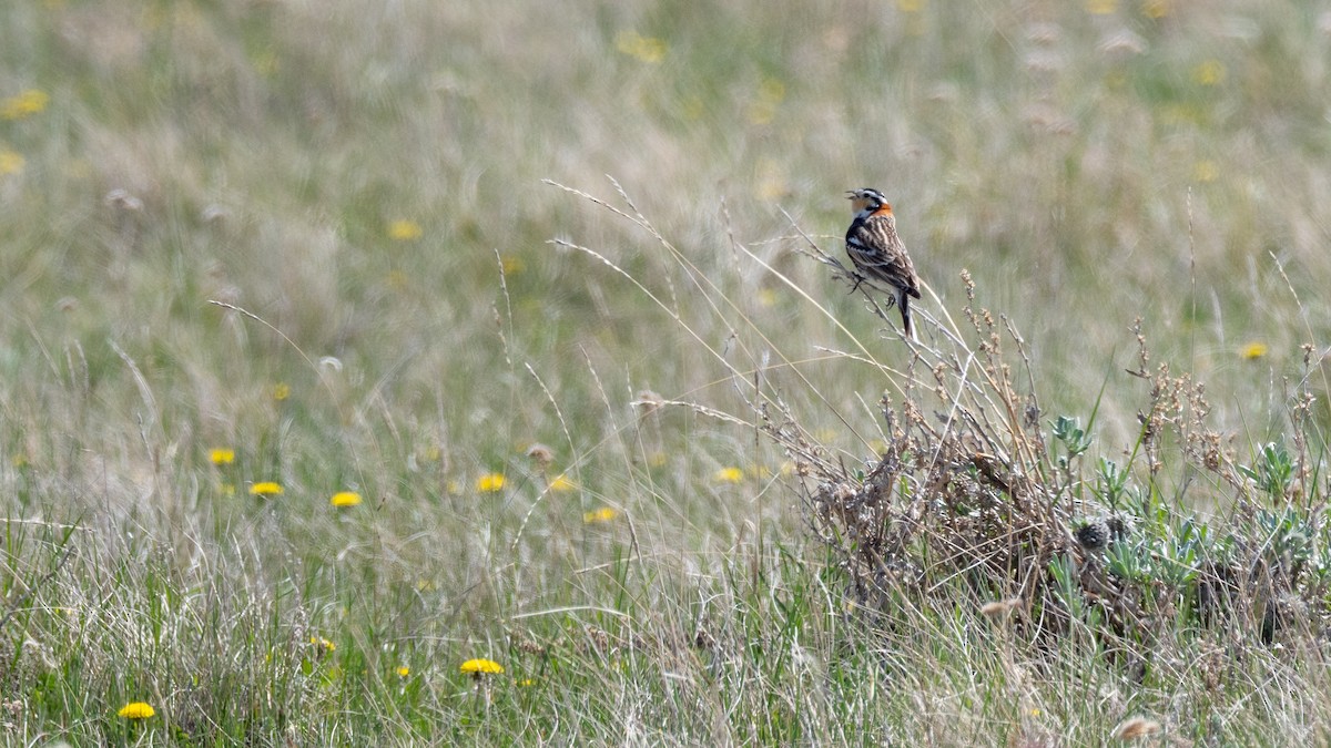 Chestnut-collared Longspur - ML642147167