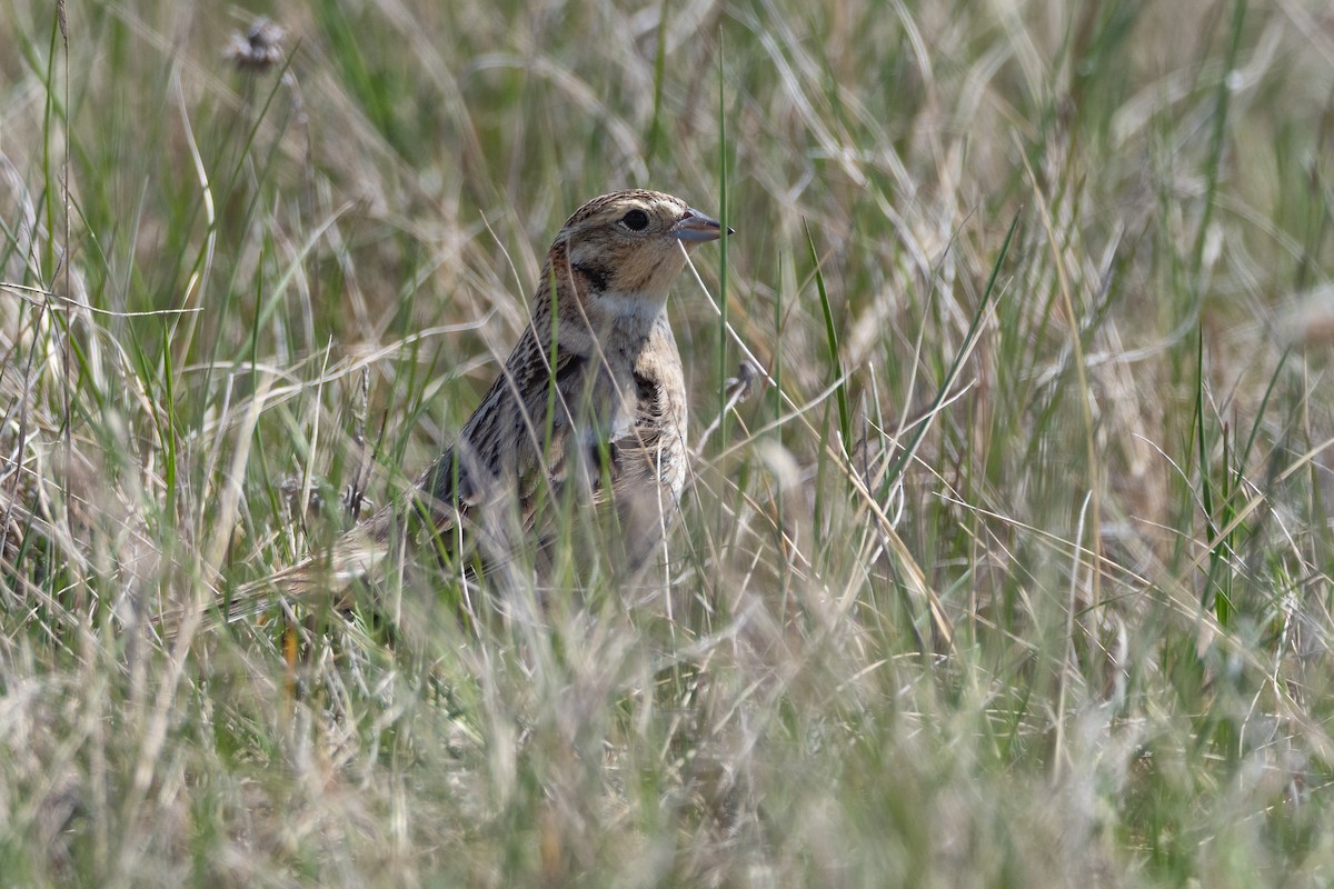 Chestnut-collared Longspur - ML642147168