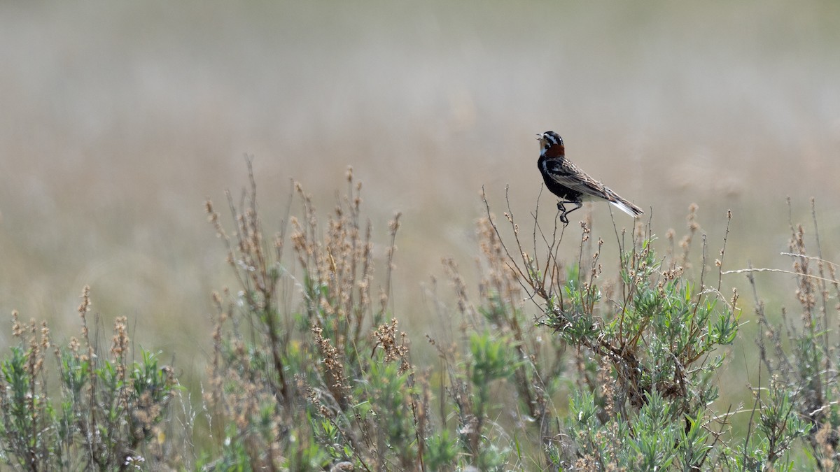 Chestnut-collared Longspur - ML642147169
