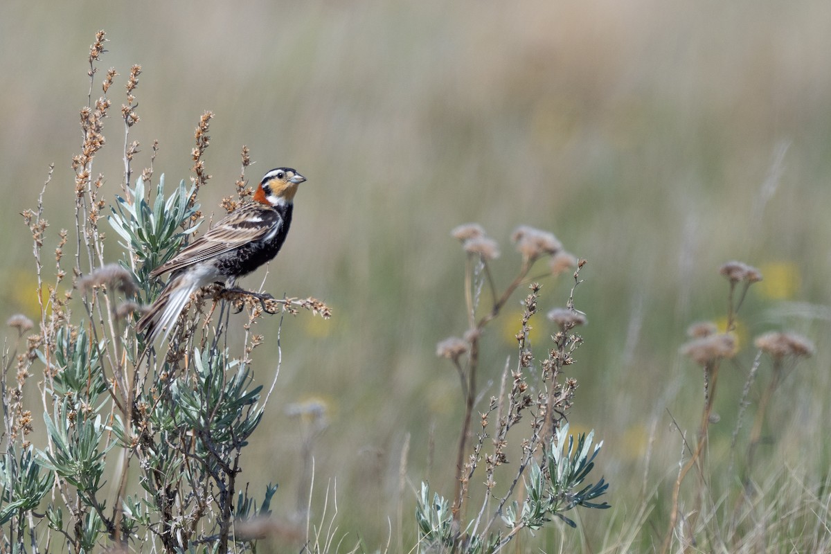 Chestnut-collared Longspur - ML642147170