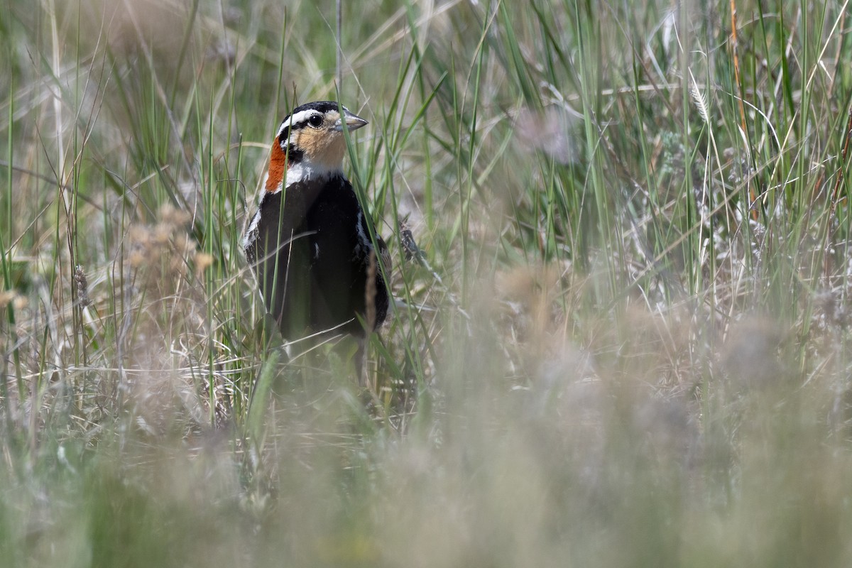 Chestnut-collared Longspur - ML642147171