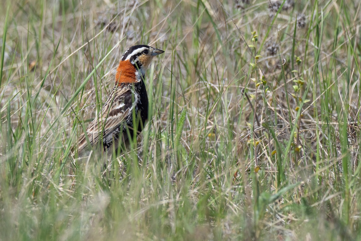 Chestnut-collared Longspur - ML642147172
