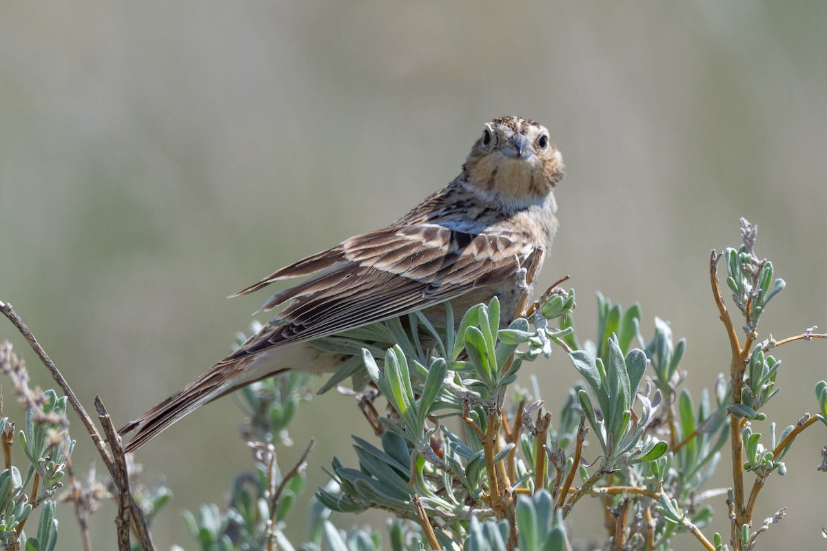 Chestnut-collared Longspur - ML642147173
