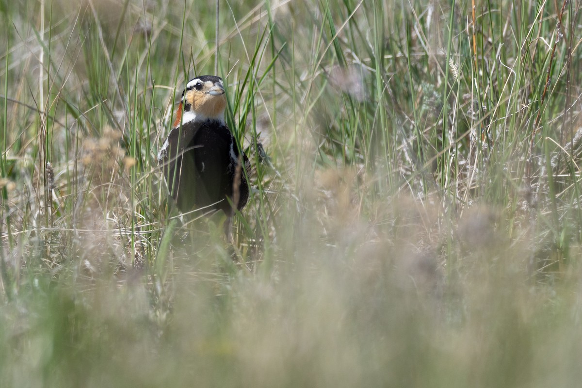 Chestnut-collared Longspur - ML642147174
