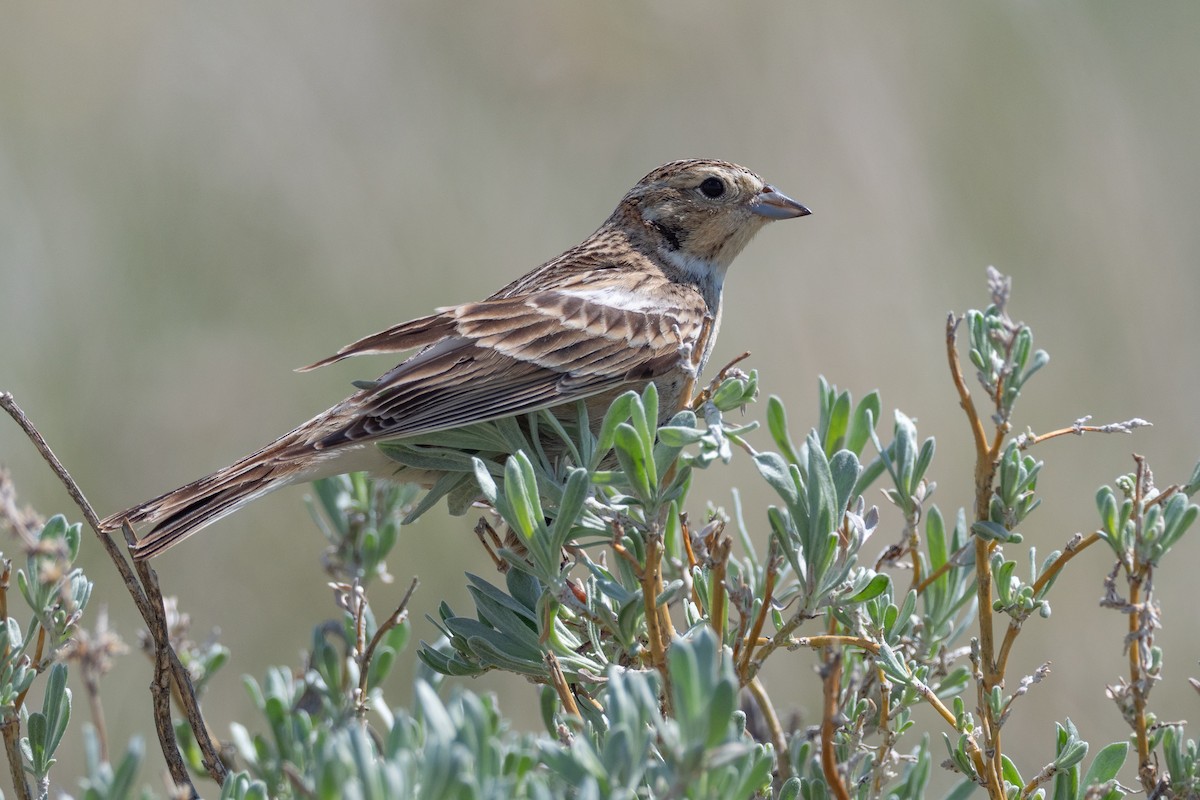 Chestnut-collared Longspur - ML642147175