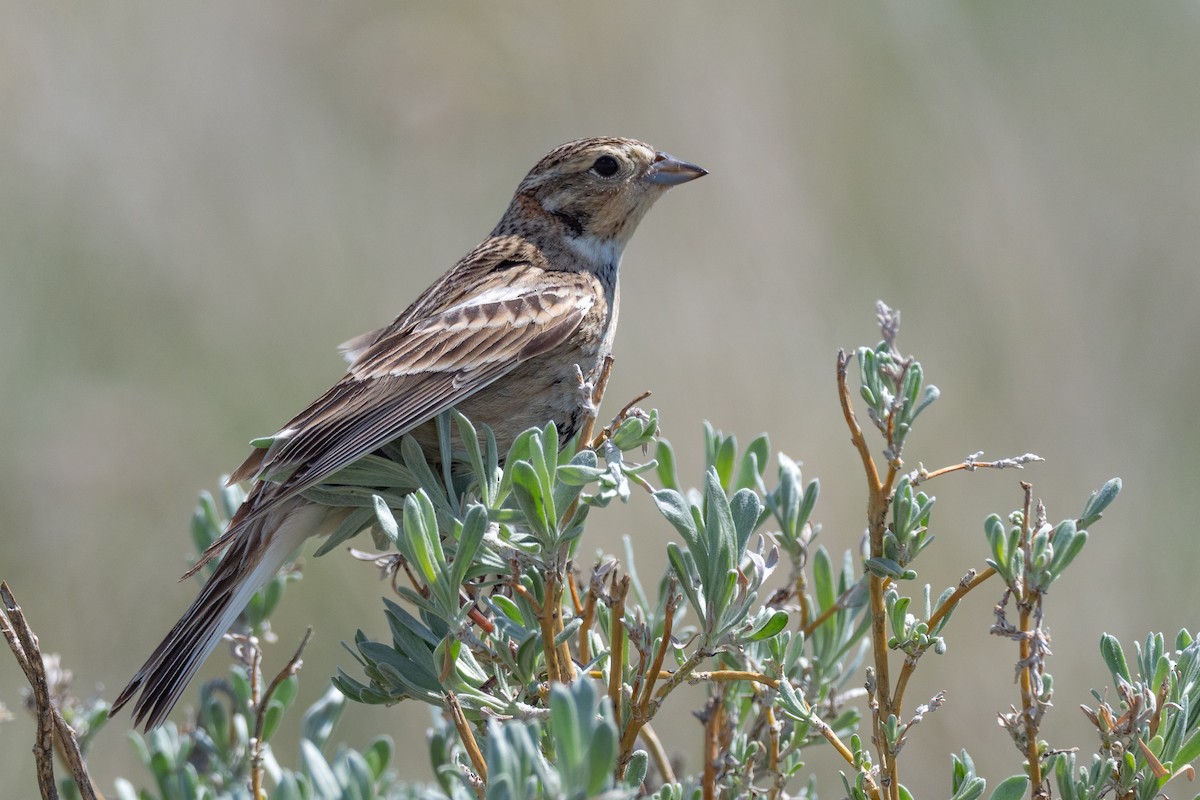 Chestnut-collared Longspur - ML642147176
