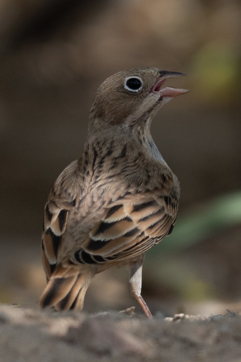 Cretzschmar's Bunting - ML642147179