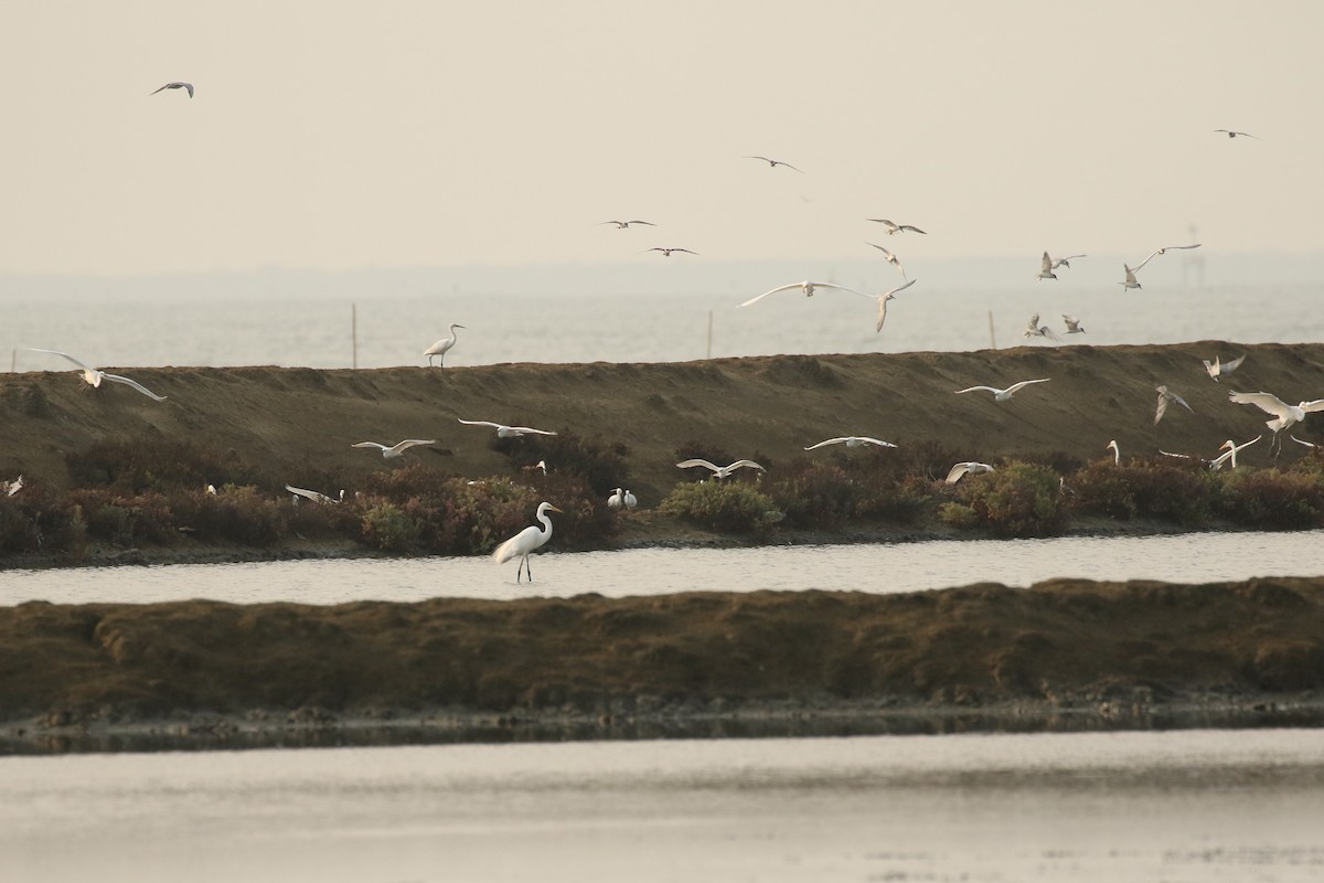 Great Egret - ML642147180