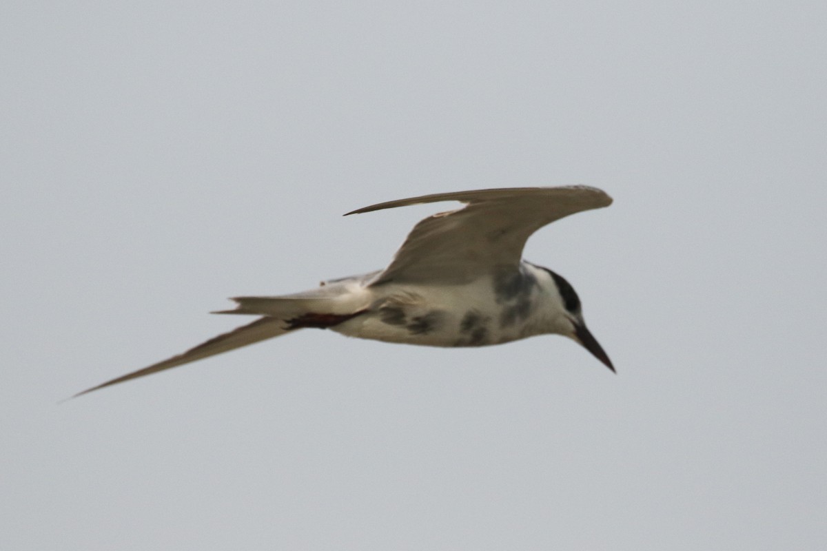 Whiskered Tern - ML642147183