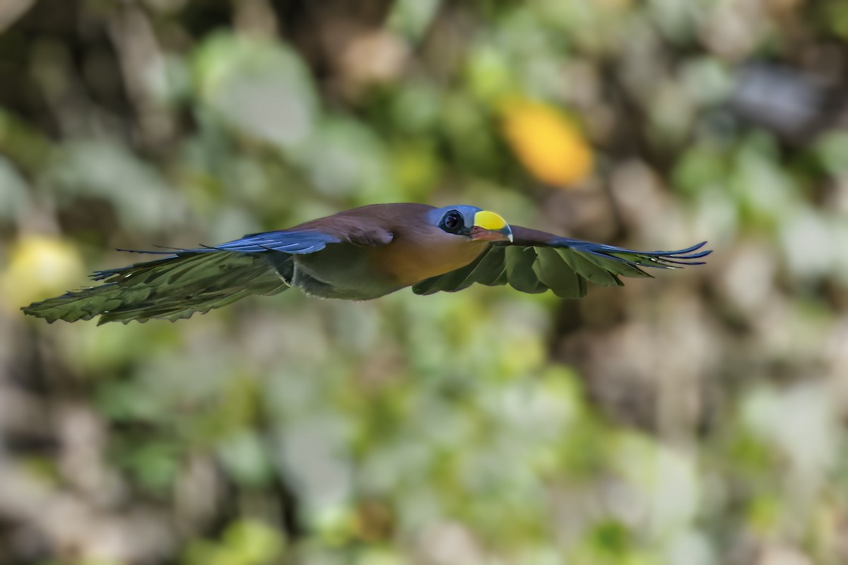 Yellow-billed Malkoha - ML642147185