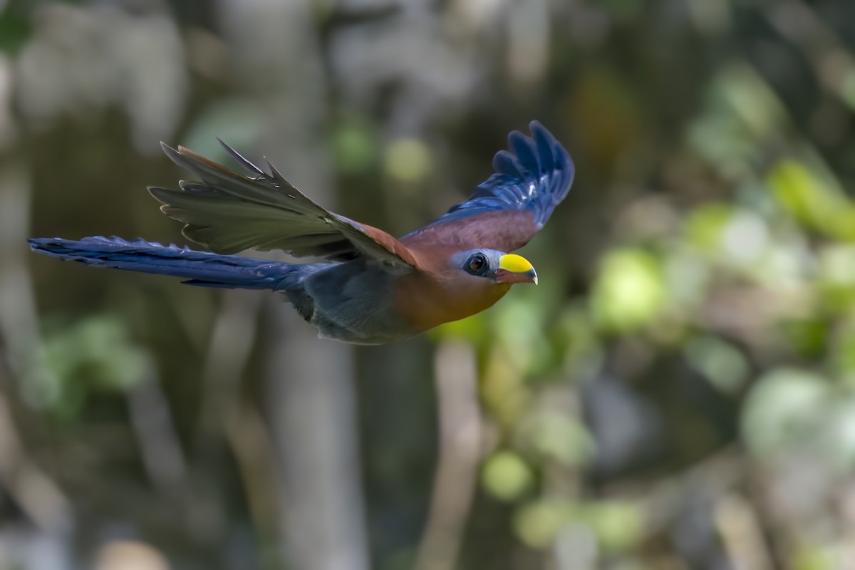 Yellow-billed Malkoha - ML642147186
