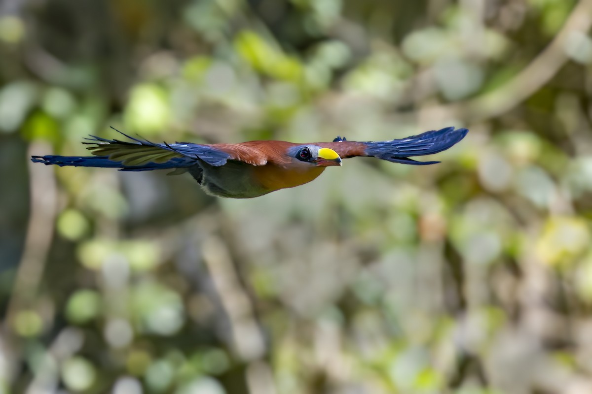 Yellow-billed Malkoha - ML642147187