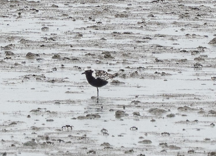 Black-bellied Plover - ML642147189