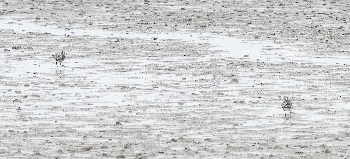 Black-bellied Plover - ML642147190