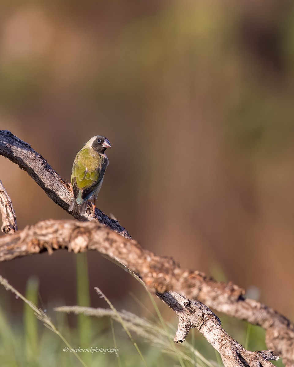 Gouldian Finch - ML642147201