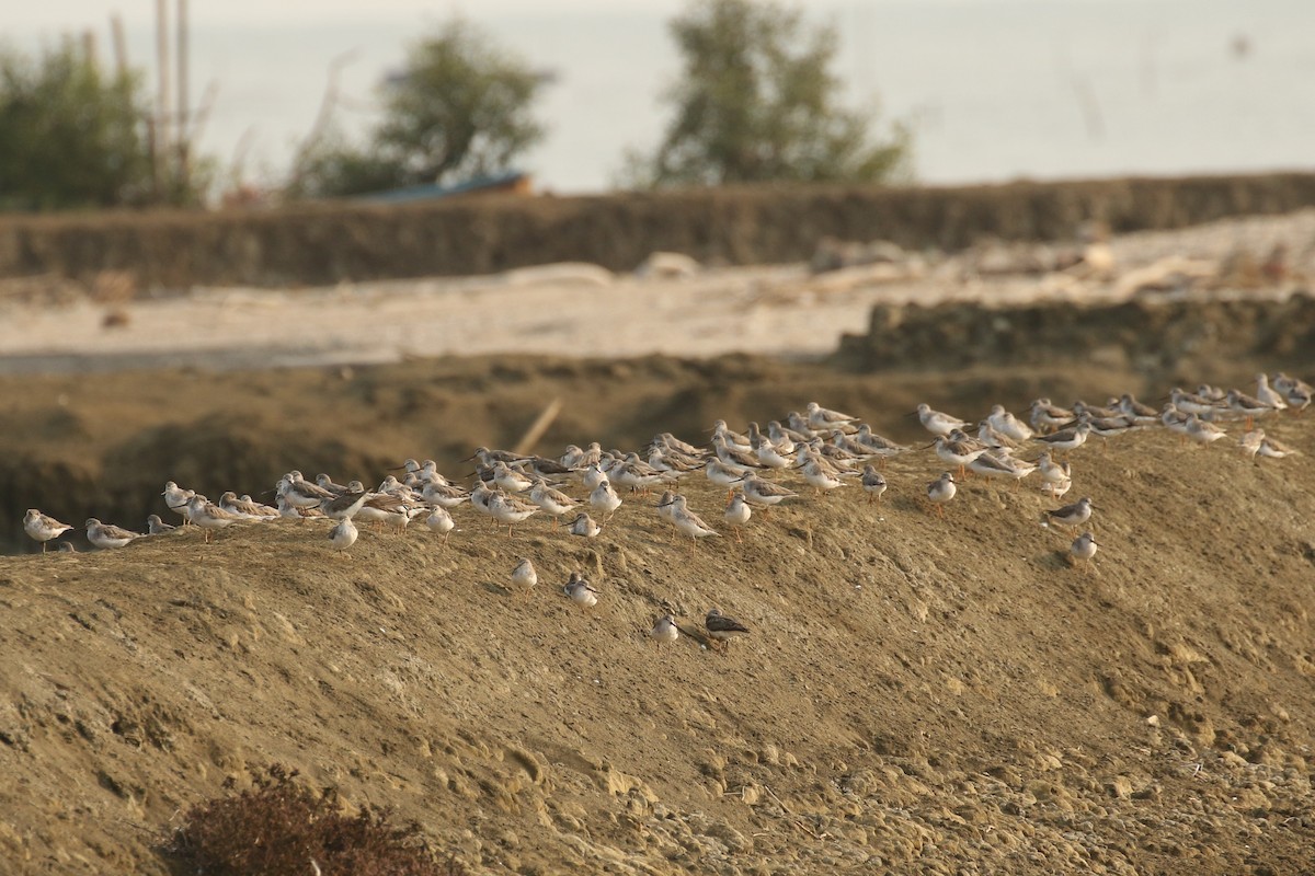 Terek Sandpiper - ML642147202