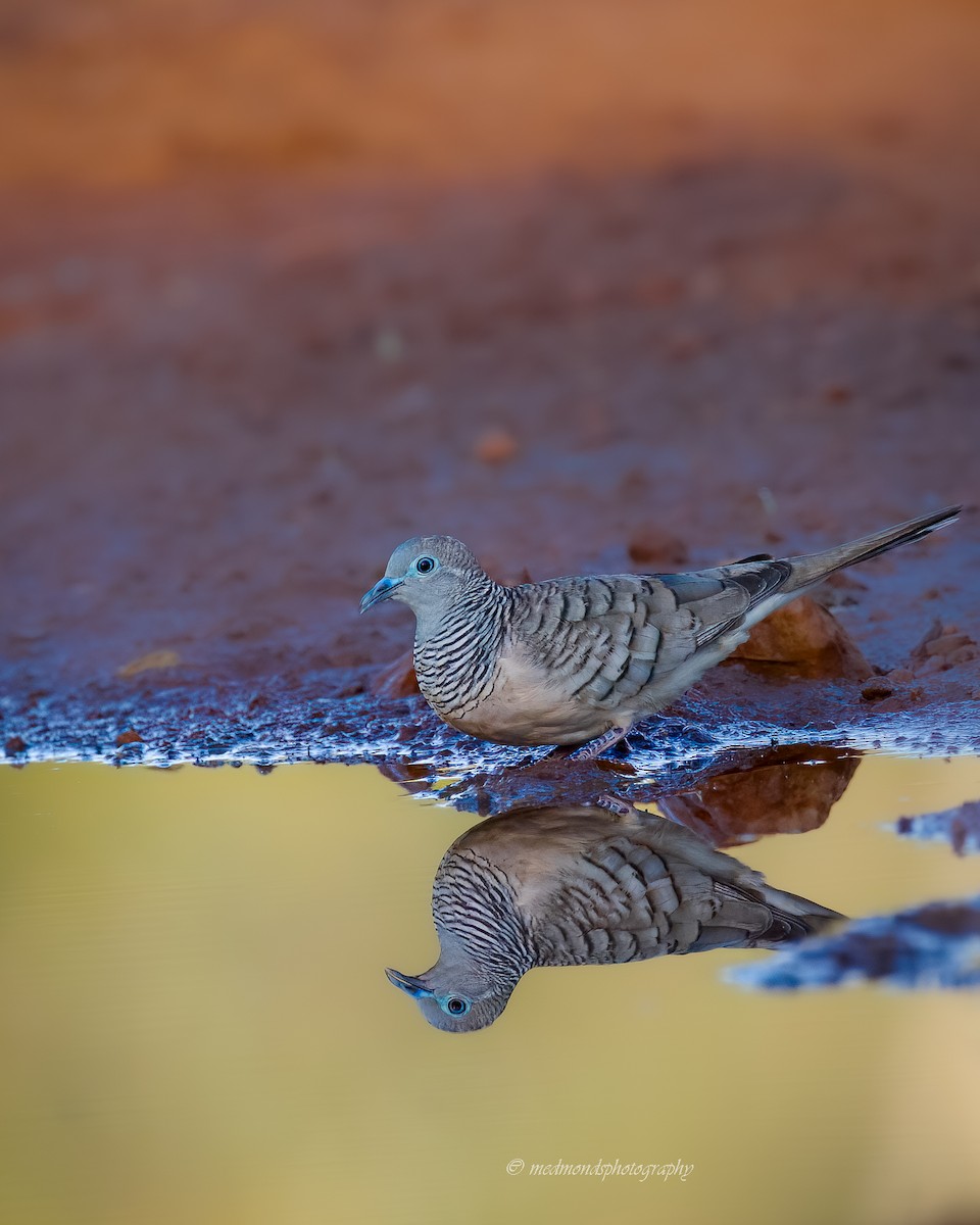 Peaceful Dove - ML642147204