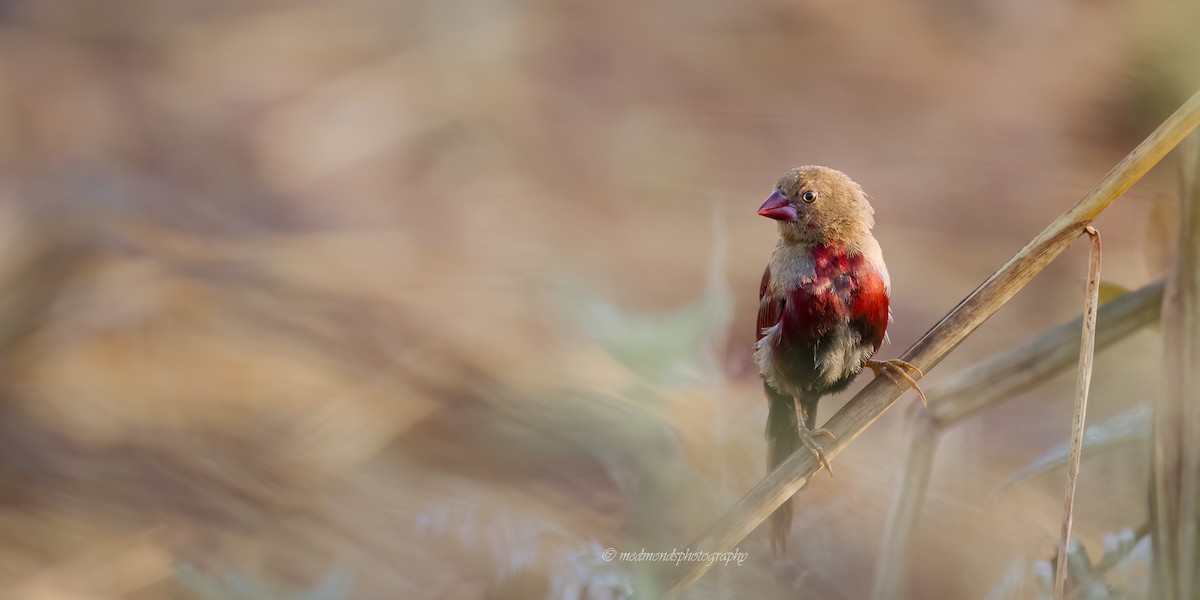 Crimson Finch - ML642147207