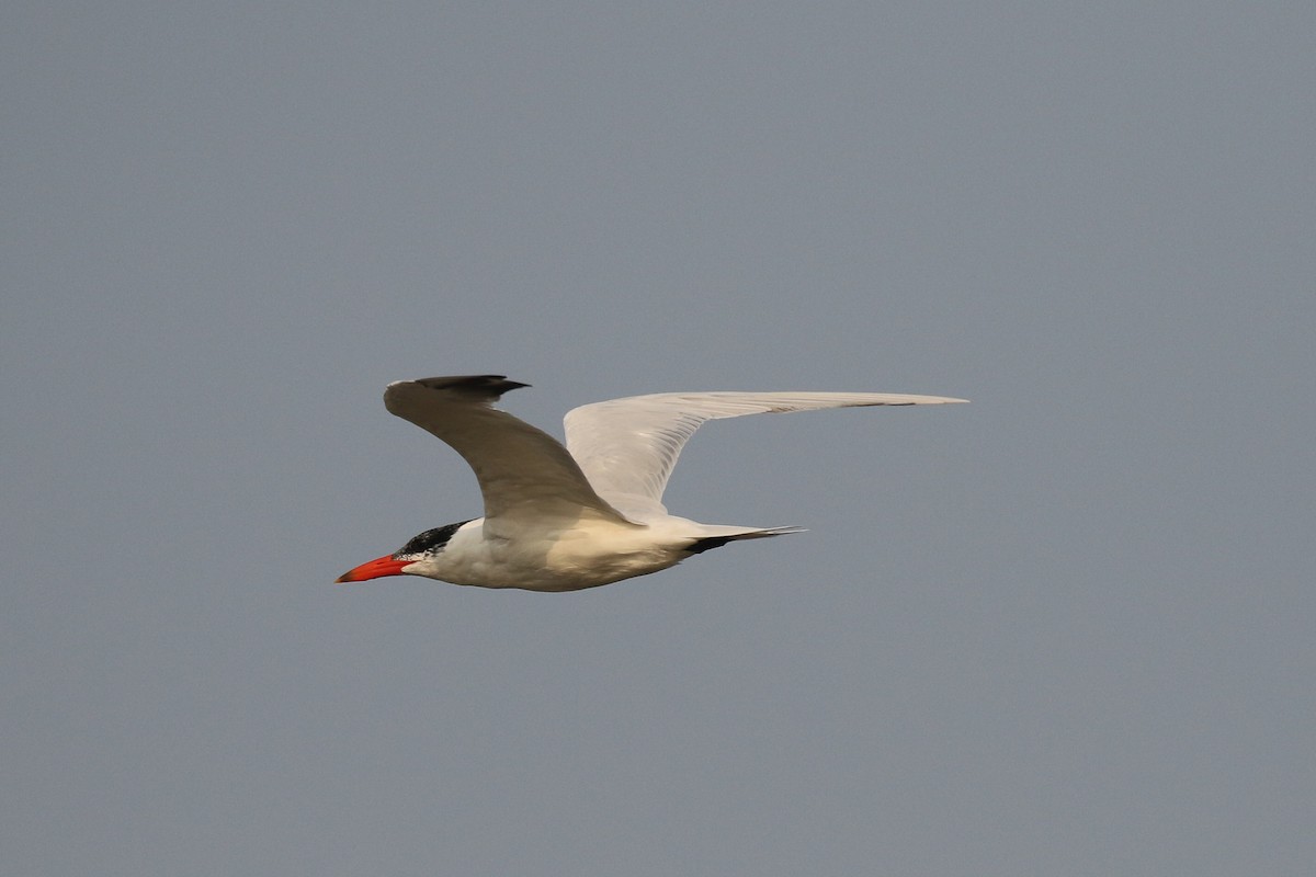 Caspian Tern - ML642147214