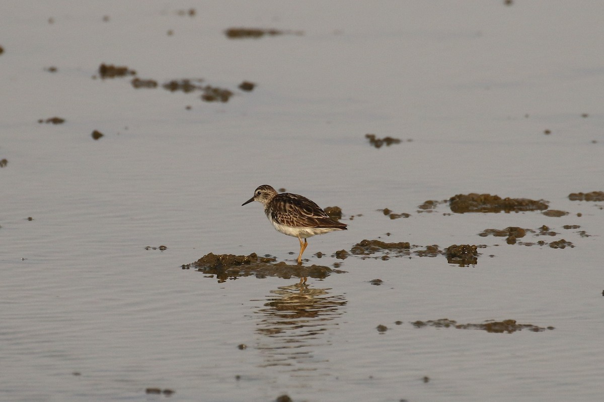 Long-toed Stint - ML642147232