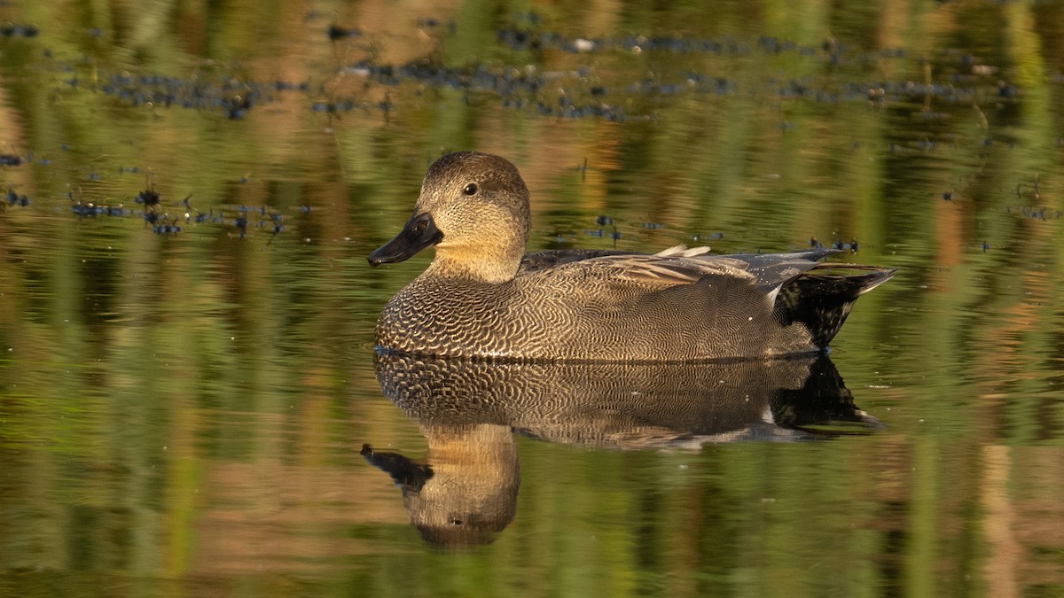 Gadwall - ML642147233