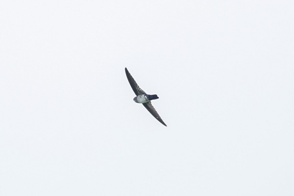 Glossy Swiftlet - ML642147236