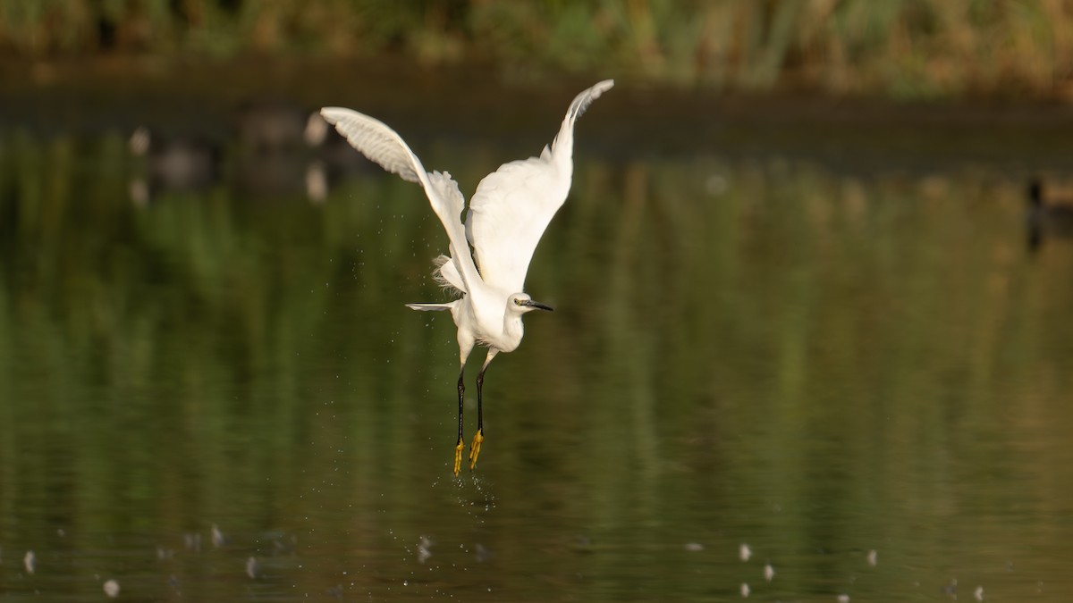Little Egret - ML642147237
