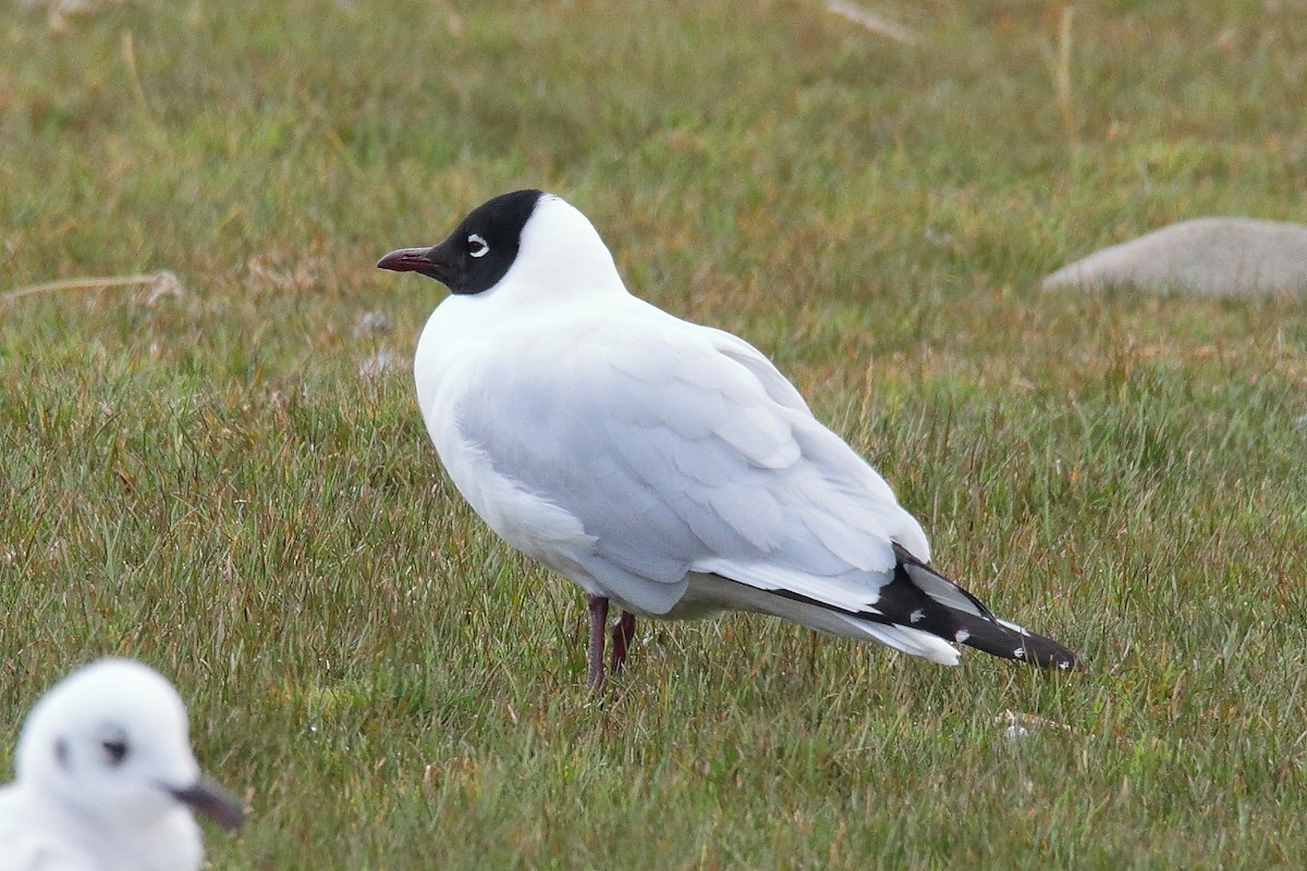 Andean Gull - ML642147244