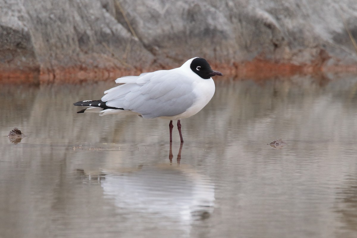 Andean Gull - ML642147245