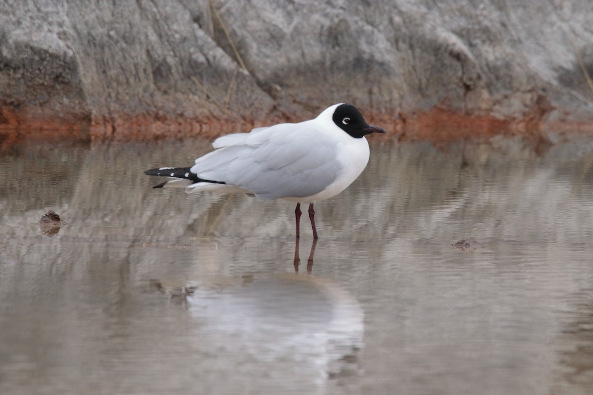 Andean Gull - ML642147246