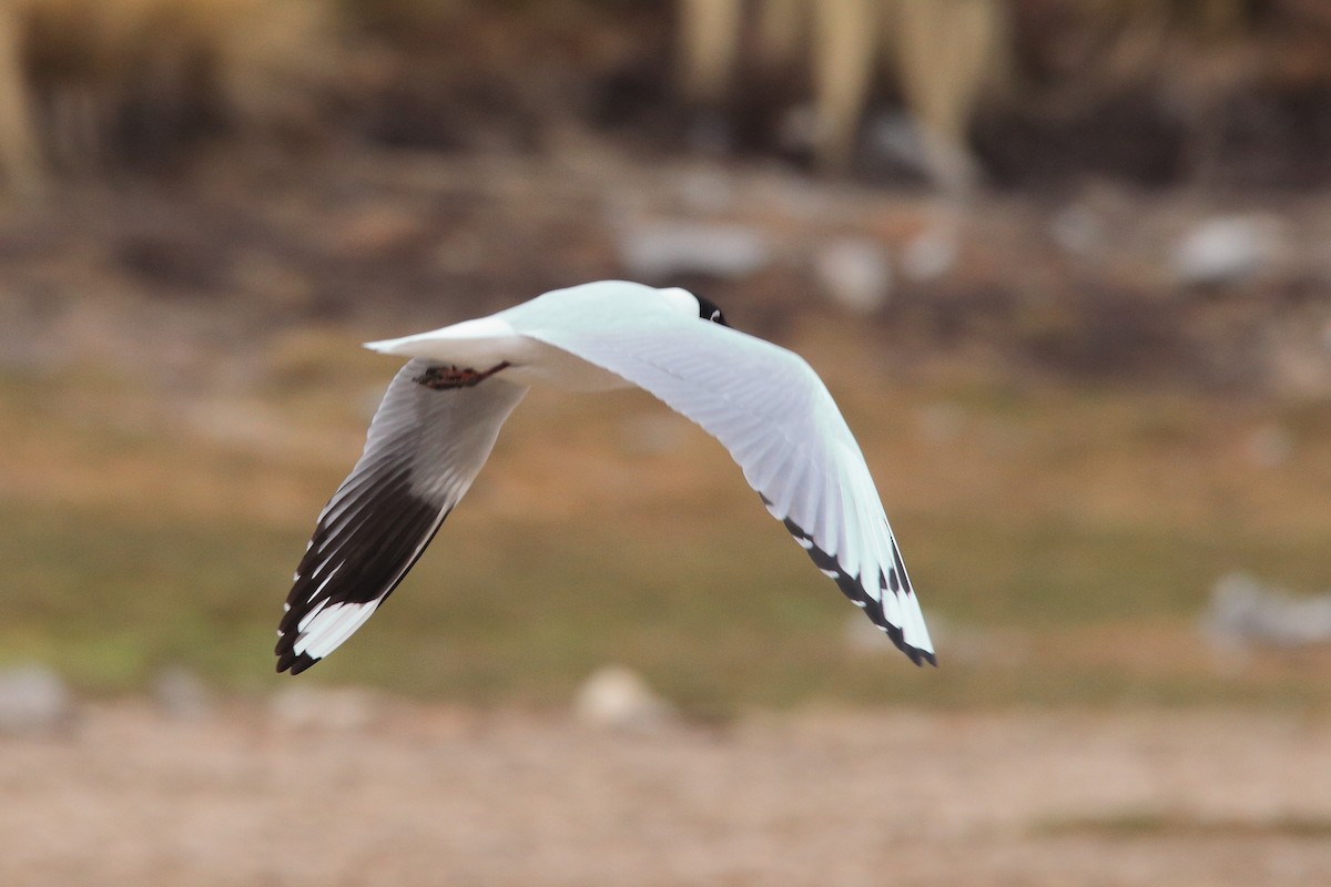 Andean Gull - ML642147247