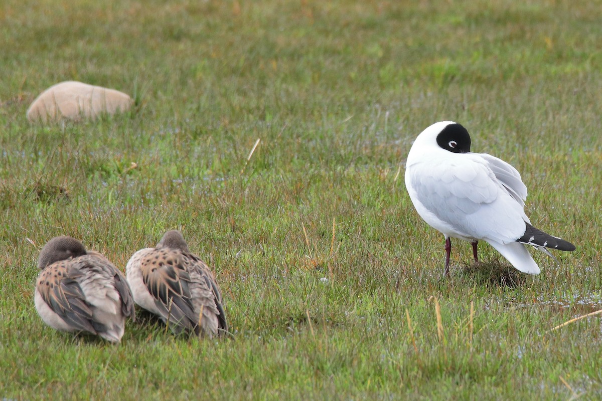 Andean Gull - ML642147248