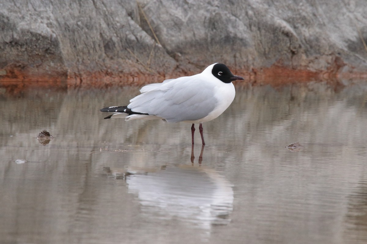 Andean Gull - ML642147249