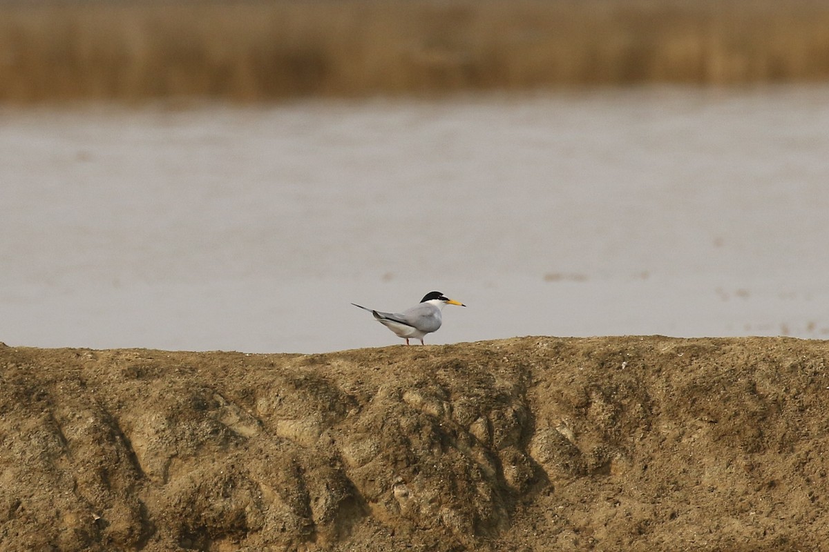 Little Tern - ML642147251