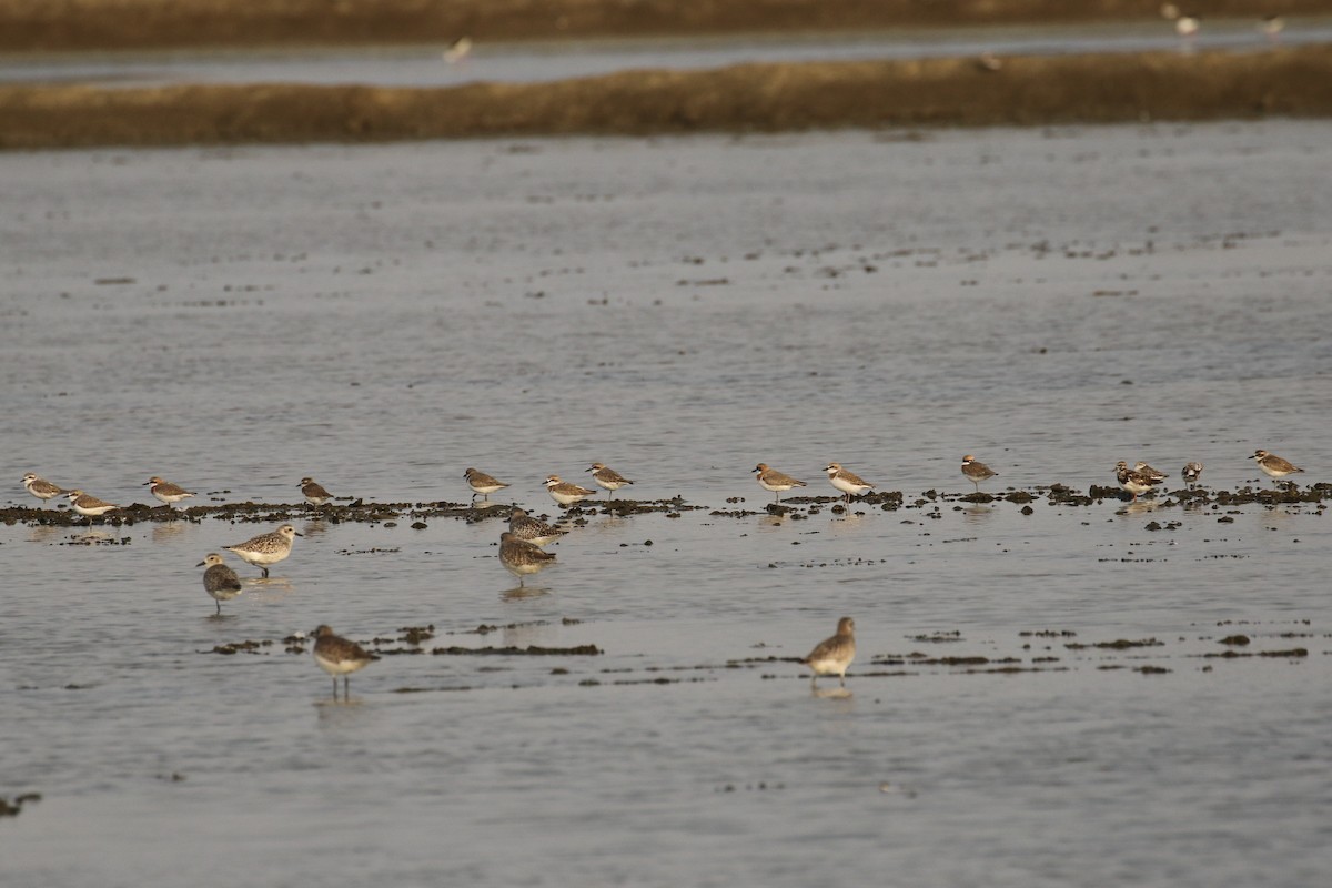 Greater Sand-Plover - ML642147266