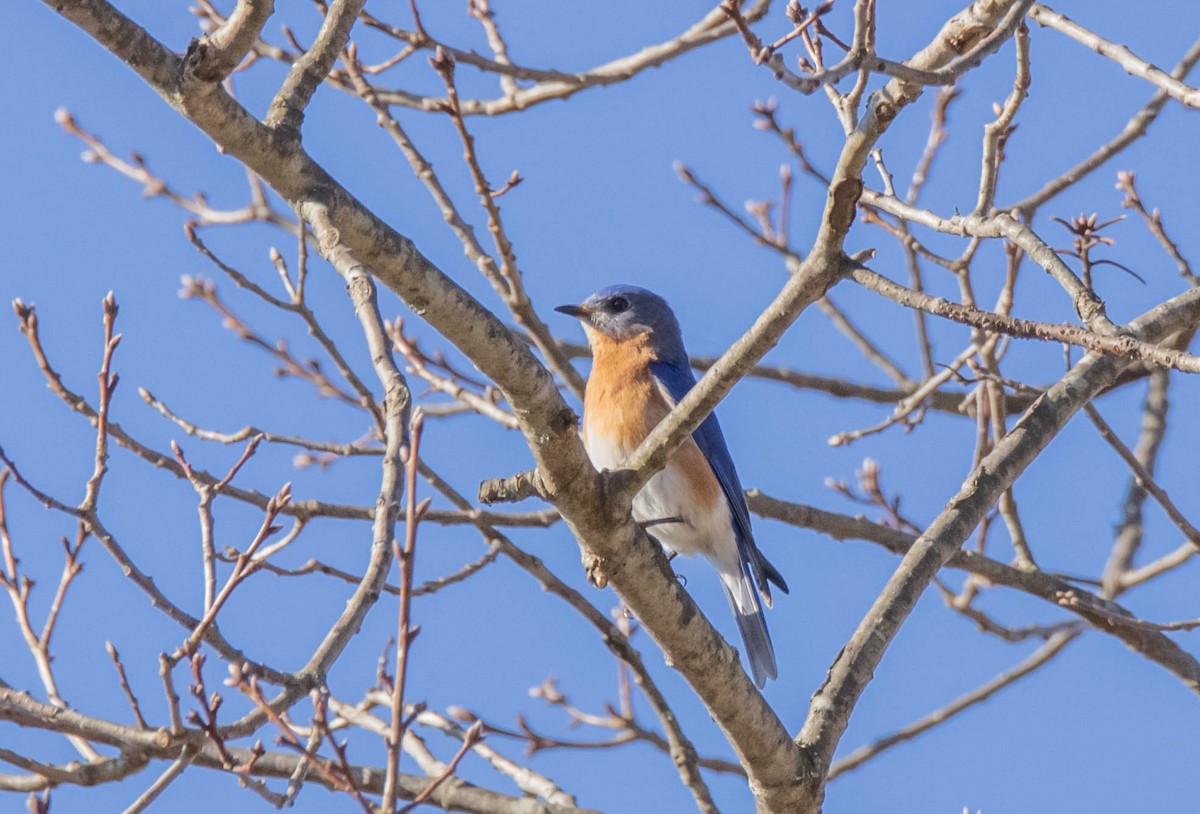 Eastern Bluebird - ML642147270