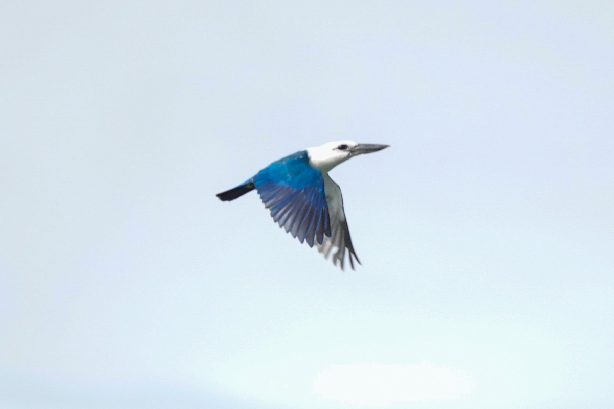 Beach Kingfisher - ML642147275
