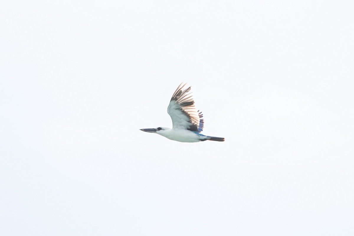 Beach Kingfisher - ML642147276