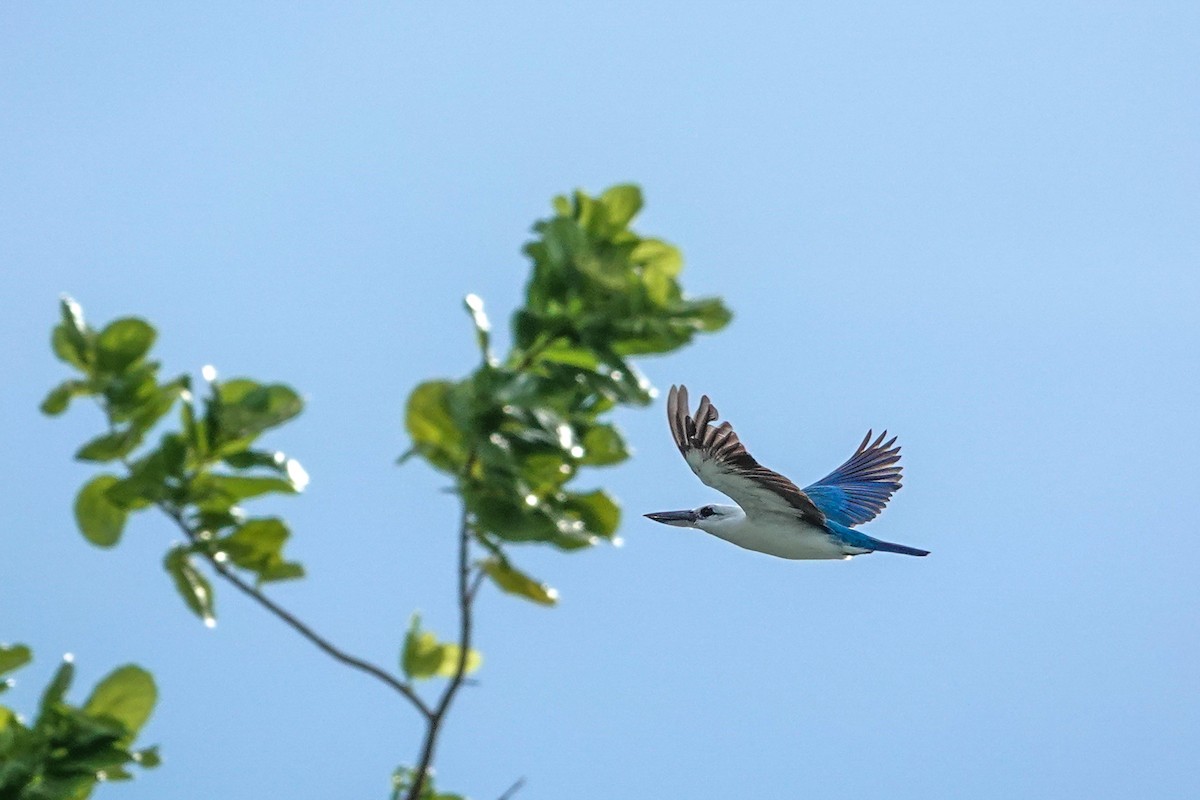 Beach Kingfisher - ML642147277