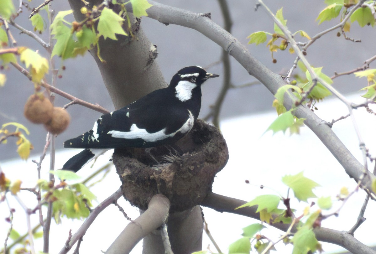 Magpie-lark - ML642147289
