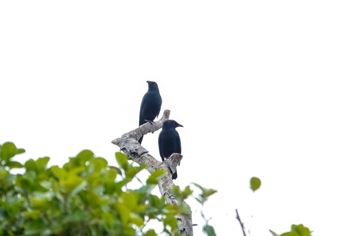 Singing Starling - ML642147290