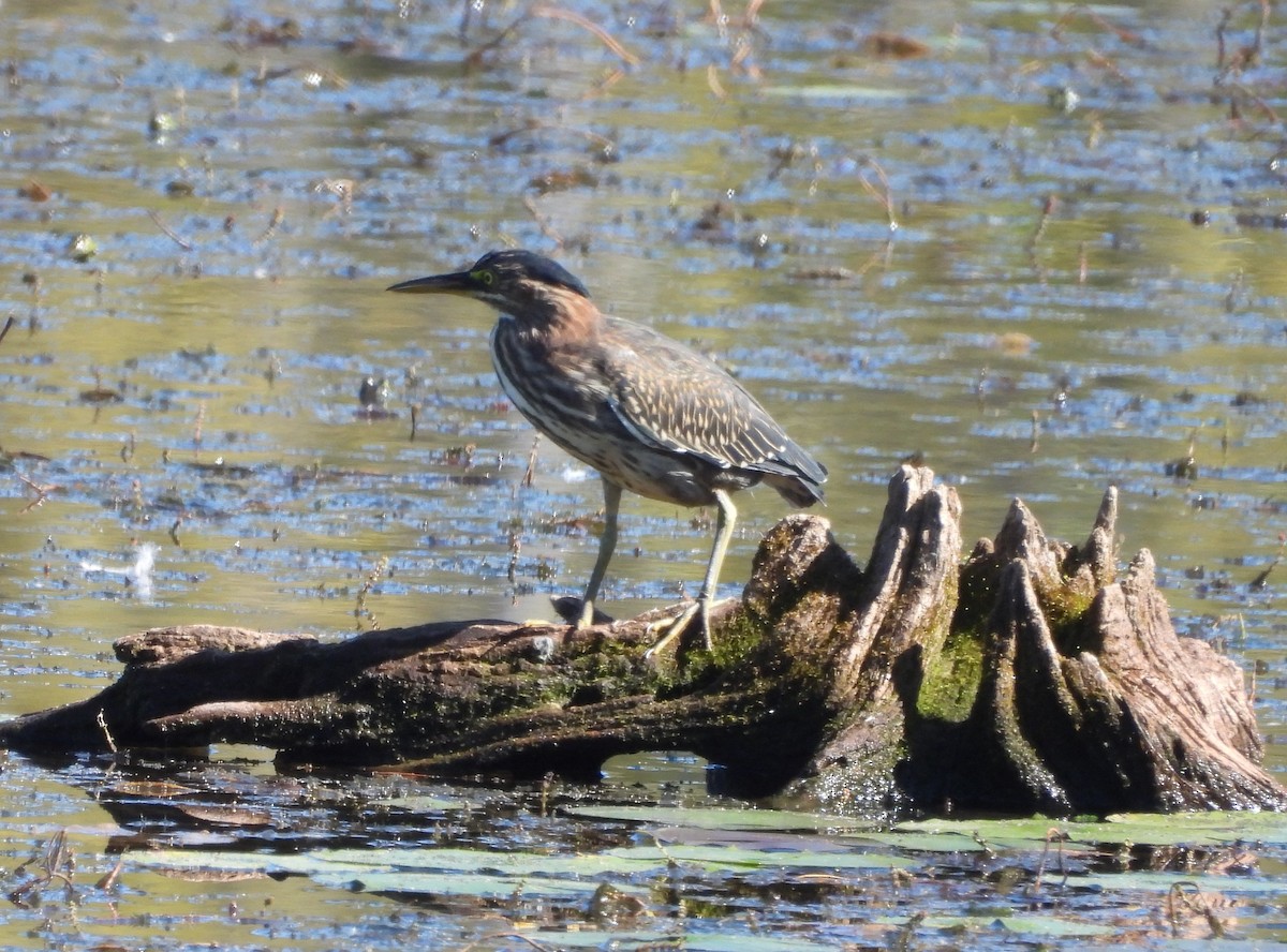 Green Heron - ML642147307