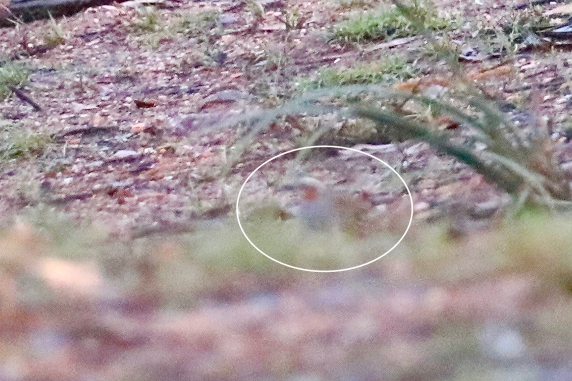 Spotted Quail-thrush - ML642147337