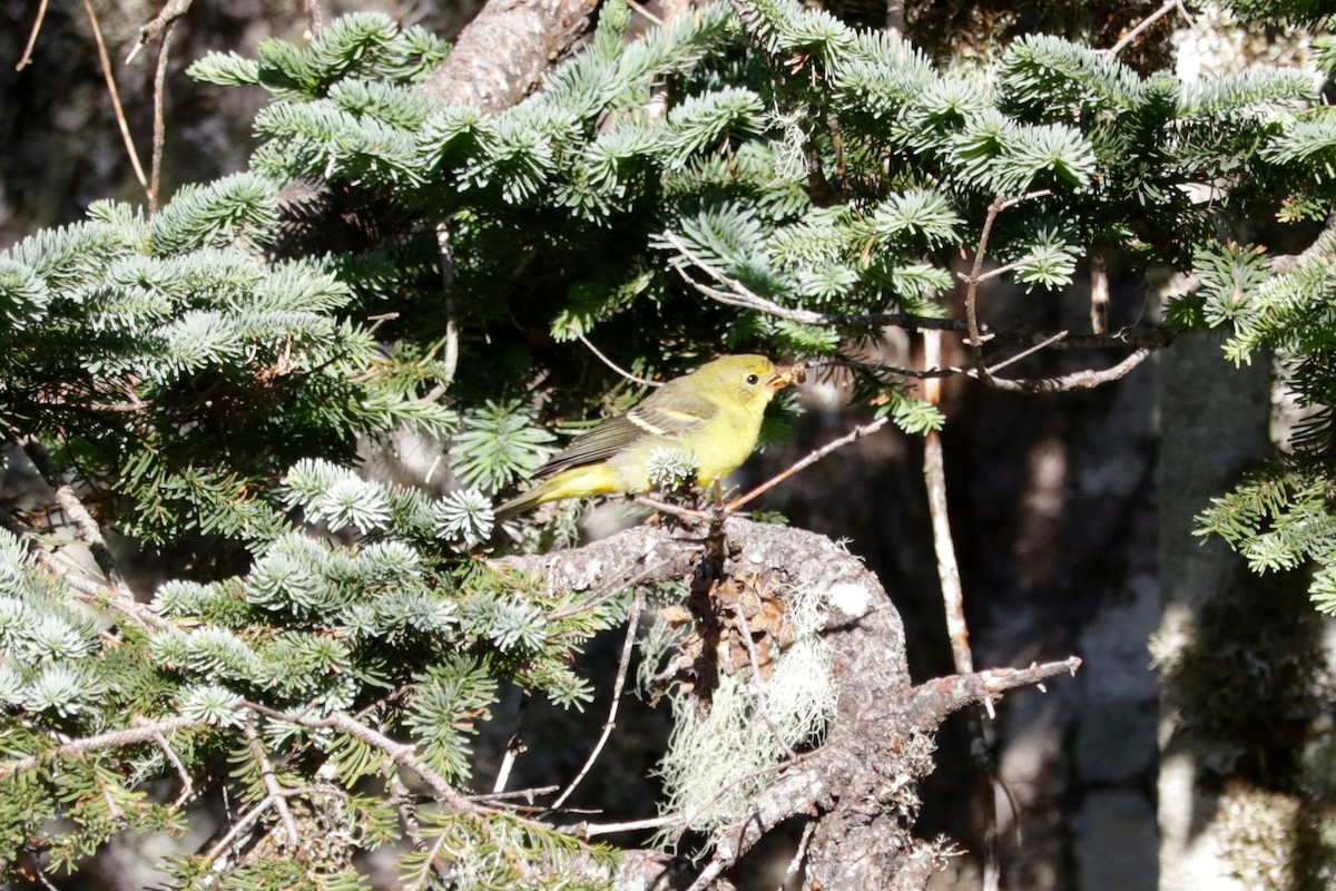 Western Tanager - ML642147343