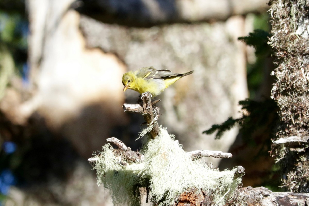 Western Tanager - ML642147344