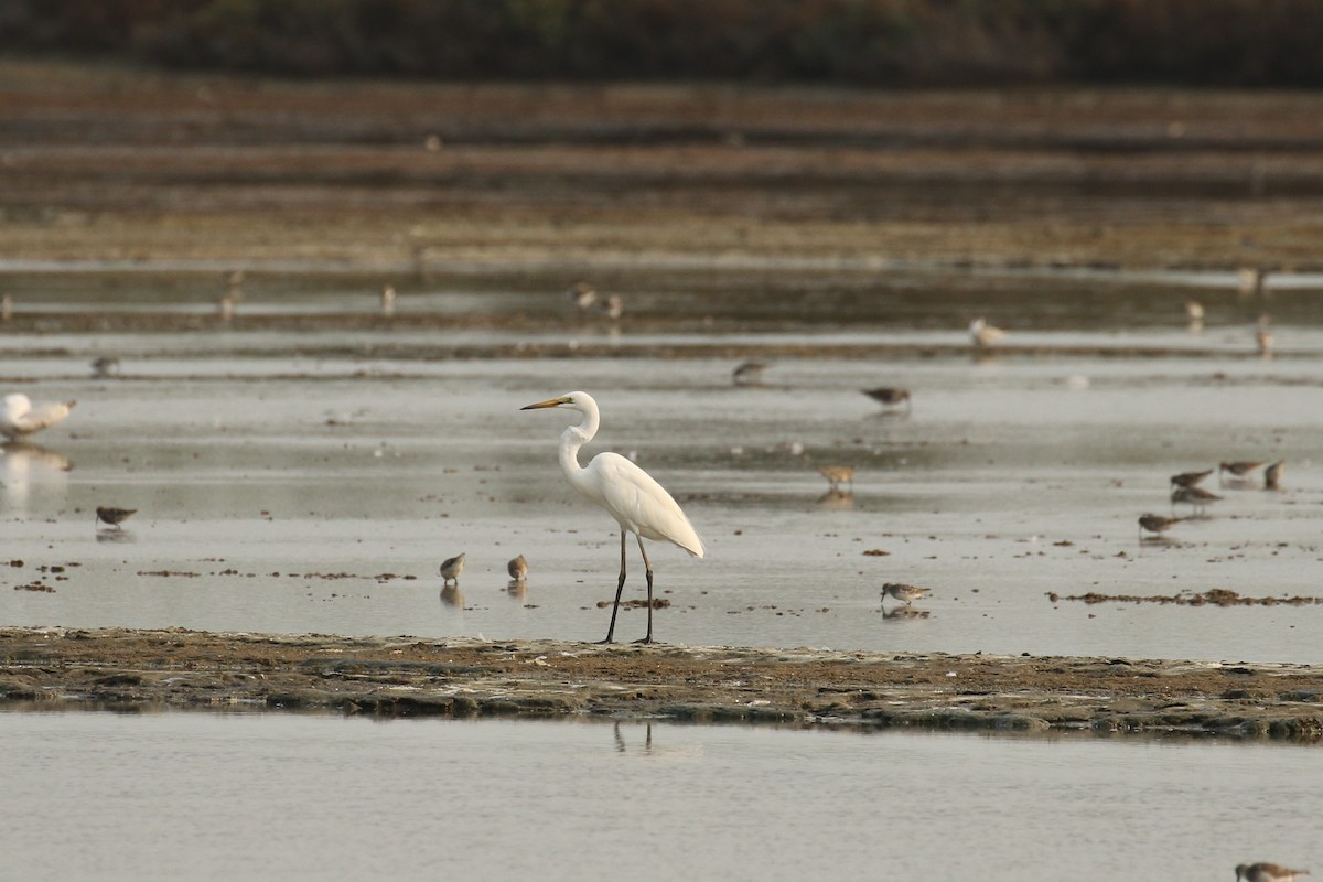 Great Egret - ML642147345