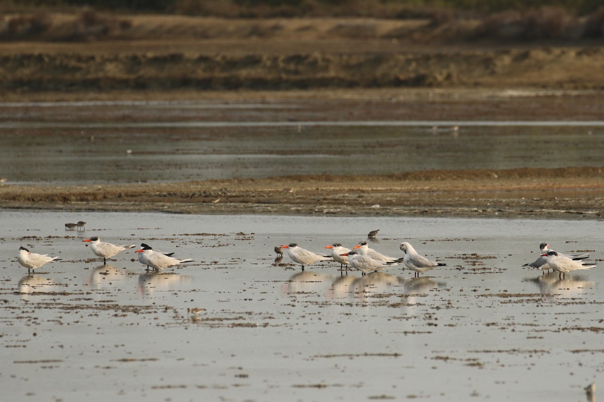 Caspian Tern - ML642147351