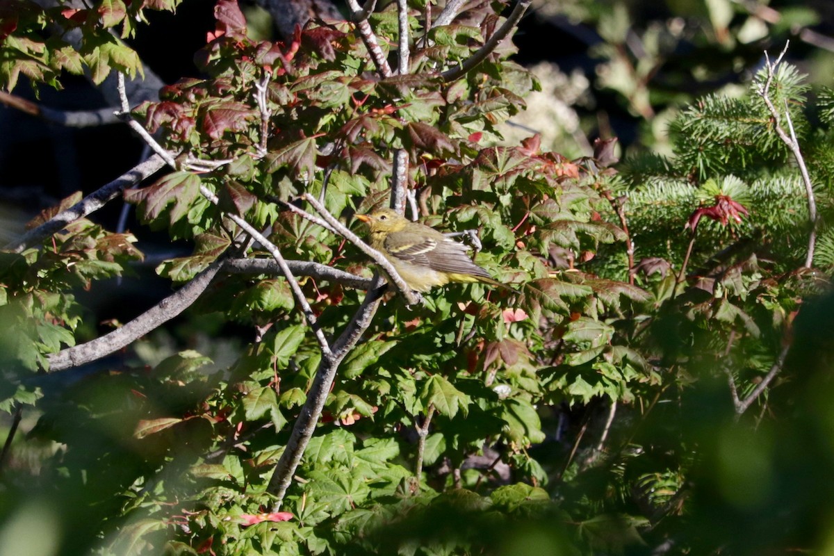 Western Tanager - ML642147359