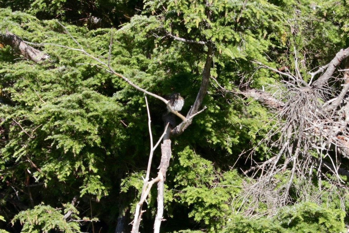 Northern Pygmy-Owl - ML642147360